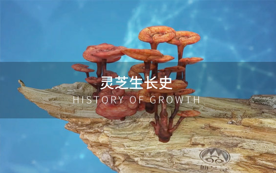 灵芝生长史